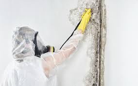 Why You Should Choose Our Mold Remediation Services in Krebs, OK